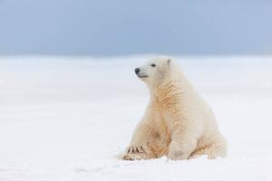 Fotografia artistica Polar bear cub in the snow, Patrick J. Endres, (40 x 26.7 cm)