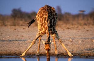 Fotografia artistica Southern Giraffe Drinking at Water Hole, Martin Harvey, (40 x 26.7 cm)