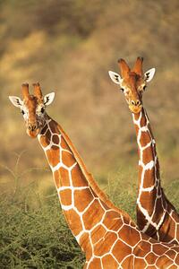 Fotografia Reticulated giraffes, James Warwick, (26.7 x 40 cm)