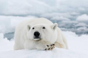 Fotografia artistica Polar bear, dagsjo, (40 x 26.7 cm)