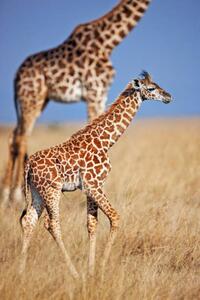 Fotografia artistica Young giraffe calf, Martin Harvey, (26.7 x 40 cm)