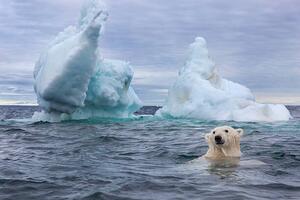 Fotografia artistica Polar Bear Swimming near Sea Ice, Paul Souders, (40 x 26.7 cm)