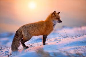 Fotografia artistica Red Fox In The Morning Sun, Darren Langdon, (40 x 26.7 cm)