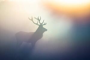 Fotografia Red Deer Cervus elaphus, DamianKuzdak, (40 x 26.7 cm)
