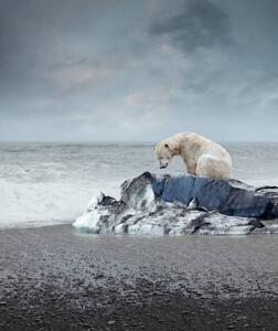 Fotografia artistica Polar bear on the melting iceberg, narvikk, (35 x 40 cm)