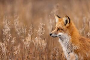 Fotografia Close-up of red fox on field Churchill Manitoba Canada, Rick Little / 500px, (40 x 26.7 cm)