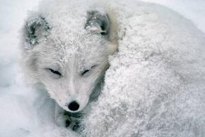 Fotografia Arctic Fox Sleeping in Snow, Richard Hamilton Smith, (40 x 26.7 cm)