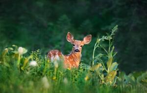 Fotografia artistica Bambi Deer Fawn, Adria  Photography, (40 x 24.6 cm)