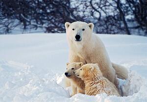 Fotografia Polar Bear with Cubs, KeithSzafranski, (40 x 26.7 cm)