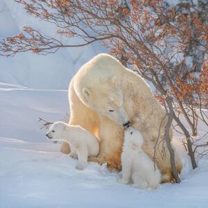 Fotografia Two polar bears play fight Wapusk National, Hao Jiang / 500px, (40 x 40 cm)