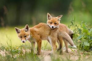Fotografia Adorable baby fox pups playing, DamianKuzdak, (40 x 26.7 cm)