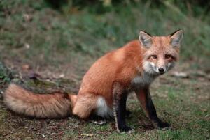 Fotografia artistica Red Fox Sitting, Layne Kennedy, (40 x 26.7 cm)