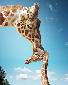 Fotografia artistica Mother giraffe nuzzling calf's head, Gandee Vasan, (30 x 40 cm)