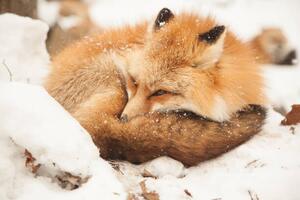 Fotografia artistica Close-up of sleeping fox, Alycia Moore / 500px, (40 x 26.7 cm)
