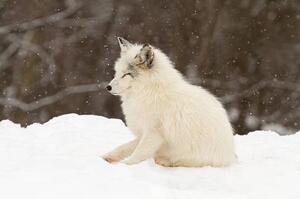 Fotografia artistica Arctic fox-eyes closed, Adria  Photography, (40 x 26.7 cm)