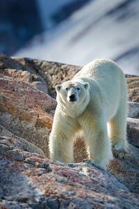 Fotografia artistica Male Polar Bear, Peter Orr Photography, (26.7 x 40 cm)