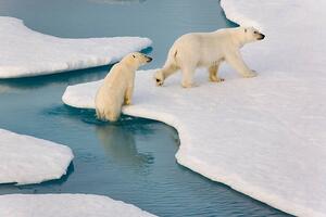 Fotografia artistica Two polar bears climbing out of water, SeppFriedhuber, (40 x 26.7 cm)