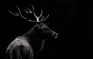 Fotografia artistica The deer soul, Massimo Mei, (40 x 24.6 cm)