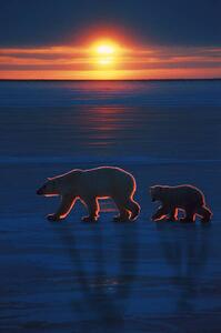 Fotografia artistica Mother polar bear with cub, Ron Sanford, (26.7 x 40 cm)