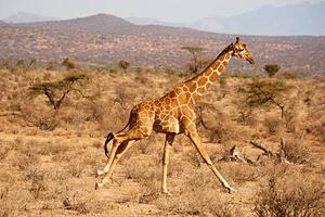 Fotografia Reticulated Giraffe Giraffa camelopardalis reticulata Samburu, Mary Ann McDonald, (40 x 26.7 cm)