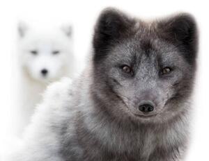 Fotografia artistica Close up of two arctic foxes, Jean Landry, (40 x 26.7 cm)