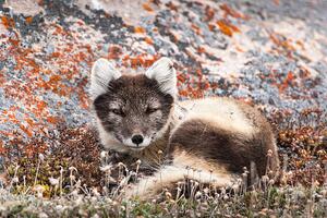 Fotografia Resting Female Arctic Fox, drferry, (40 x 26.7 cm)