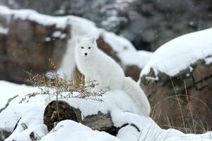 Fotografia artistica Arctic fox in snow, Jason Paige, (40 x 26.7 cm)