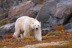 Fotografia artistica Polar Bear adult male in autumn colors, Stan Tekiela Author / Naturalist / Wildlife Photographer, (40 x 26.7 cm)