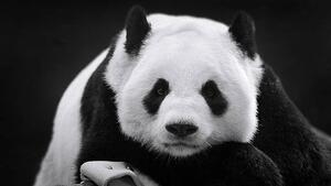 Fotografia artistica Panda in Repose, Thousand Word Images by Dustin Abbott, (40 x 22.5 cm)