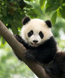 Fotografia artistica Giant Panda baby cub in Chengdu area China, Alatom, (35 x 40 cm)
