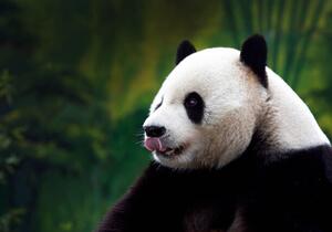 Fotografia Close-up of Giant Panda, Wokephoto17, (40 x 26.7 cm)