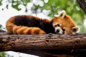 Fotografia artistica Red panda in a tree, Mark Chivers, (40 x 26.7 cm)