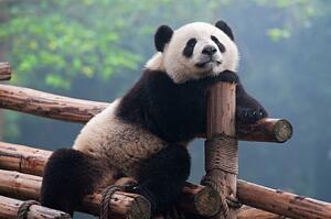 Fotografia Cute panda bear, Hung_Chung_Chih, (40 x 26.7 cm)