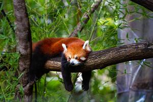 Fotografia artistica Red panda, Marianne Purdie, (40 x 26.7 cm)
