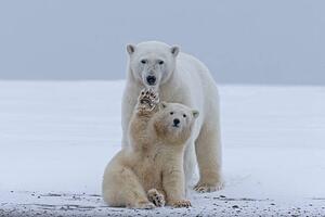 Fotografia artistica Polar bear, Sylvain Cordier, (40 x 26.7 cm)