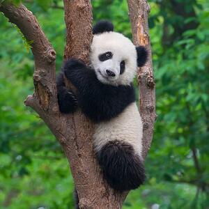 Fotografia artistica Cute panda bear climbing in tree, Hung_Chung_Chih, (40 x 40 cm)
