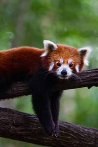 Fotografia artistica Red panda, Marianne Purdie, (26.7 x 40 cm)