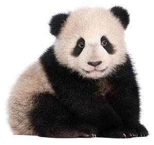 Fotografia artistica A six month old giant panda on a white background, GlobalP, (40 x 35 cm)
