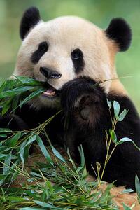 Fotografia Cute Panda, TianYuanOnly, (26.7 x 40 cm)