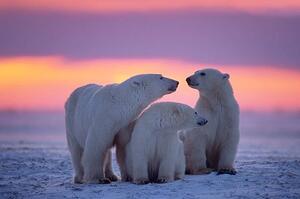 Fotografia artistica Polar bear with yearling cubs, JohnPitcher, (40 x 26.7 cm)
