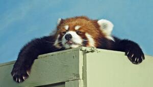Fotografia artistica Red Panda ready for a nap, Kim MacKay, (40 x 22.5 cm)