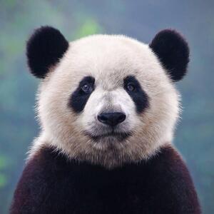 Fotografia artistica Closeup shot of a giant panda bear, Hung_Chung_Chih, (40 x 40 cm)