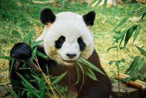 Fotografia artistica Panda eating bamboo, Nuno Tendais, (40 x 26.7 cm)
