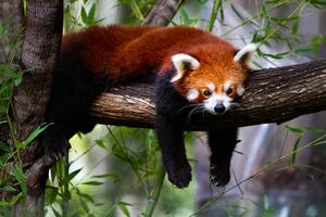 Fotografia Red panda, Marianne Purdie, (40 x 26.7 cm)