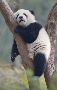 Fotografia artistica A young panda sleeps on the branch of a tree, All copyrights belong to Jingying Zhao, (24.6 x 40 cm)