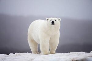Fotografia Polar Bear on ice, Paul Souders, (40 x 26.7 cm)