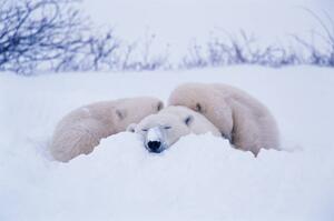 Fotografia artistica Polar bear sleeping in snow, George Lepp, (40 x 26.7 cm)