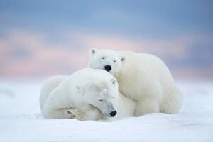 Fotografia artistica Two polar bears sleeping in the snow Alaska Usa, janbecke1, (40 x 26.7 cm)