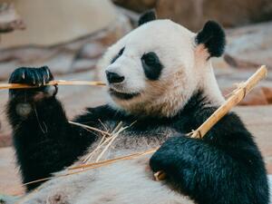 Fotografia artistica portrait of a giant panda eating bamboo, PansLaos, (40 x 30 cm)