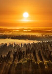 Fotografia Golden beautiful foggy forest sunbeams Aulanko, Milamai, (30 x 40 cm)